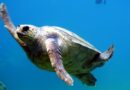 Νεκρές εντοπίστηκαν δύο θαλάσσιες χελώνες